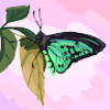 aniyah13hardy